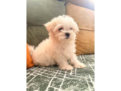 Kore maltese bebekler
