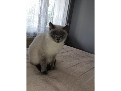 2 yaşında british shorthair