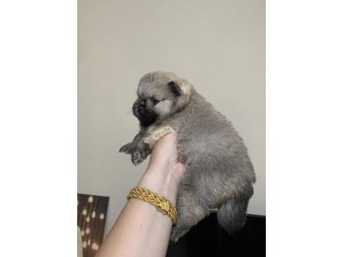 Pomeranian erkek yavrumuz