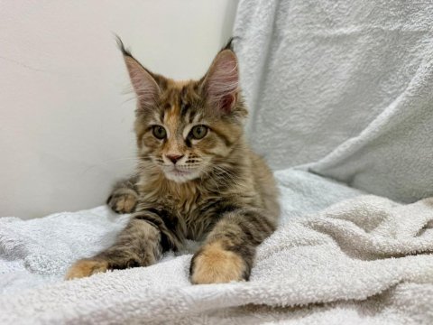 Sıradışı güzellik maine coon yavruları