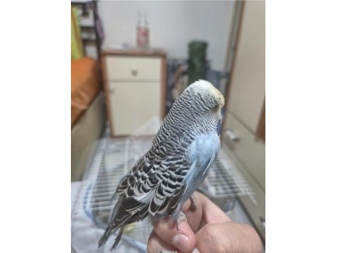 Show jumbo muhabbet kuşumuz