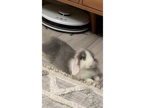 Sağlıklı bakımlı lop tavşanı 4 aylık