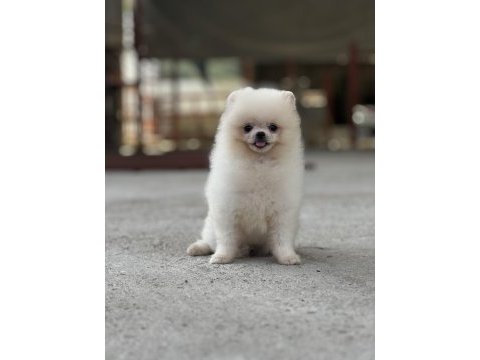 Mersin pomeranian boo köpeği