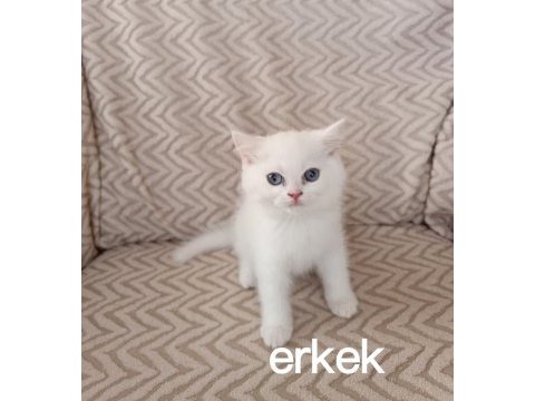 Teslime hazır erkek dişi yavru kedilerimiz