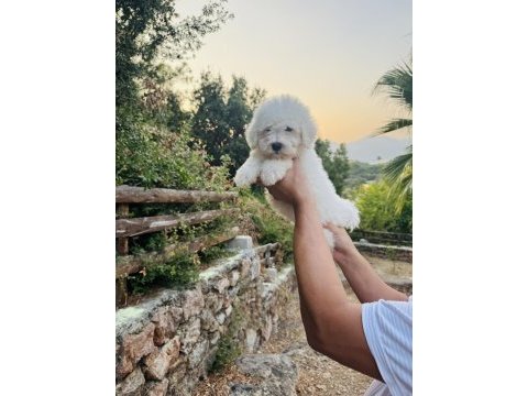A kalite maltese terrier yavrularımız