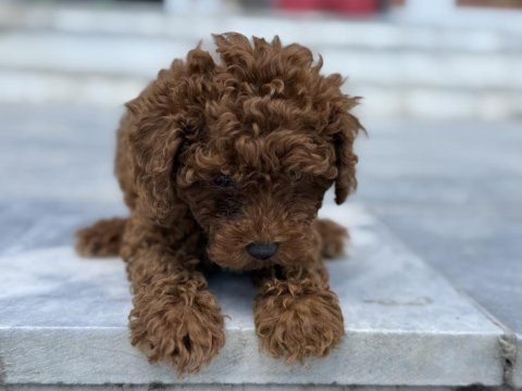 Show kalite redbrown kore toy poodle yavrular