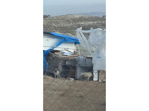 2 dişi ve 1 erkek pug