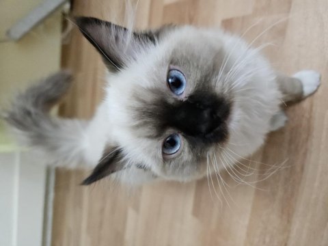 Sahiplenmek isteyenler için ragdoll dişi yavrum tarçın