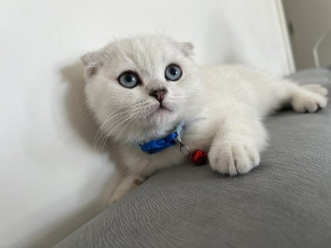 Tüm aksesuarlarıyla yavru scottish fold