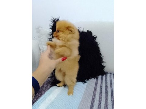 Pomeranian boo yavrular