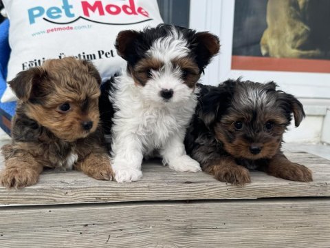 Show kalite tea cup morkie yavrular ziyarete açık