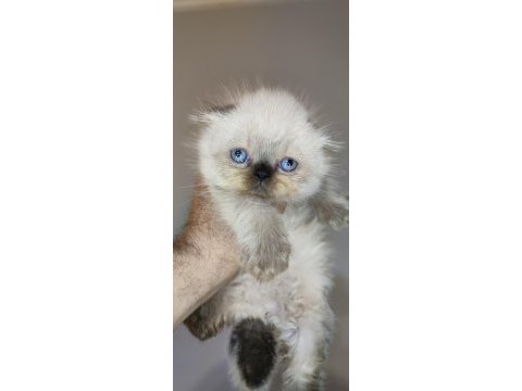 Panda scottish fold bebekler