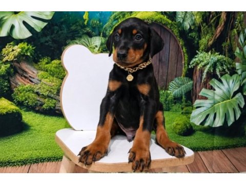 Kaliteli doberman