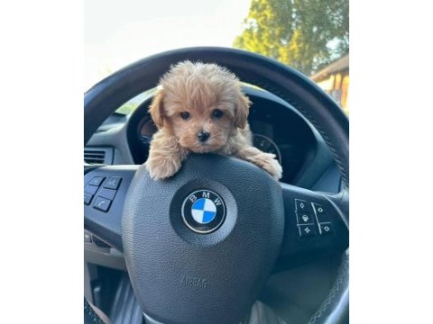 Sağlık garantili maltipoo yavrularımız