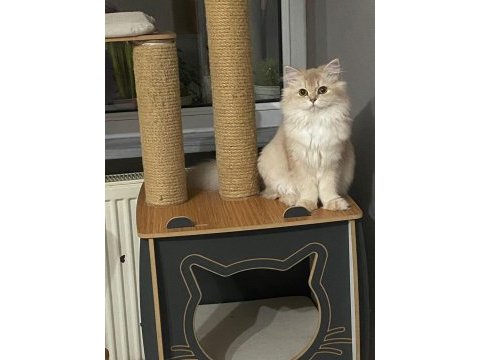 Şecereli british longhair cy11 muhteşem kan hattı