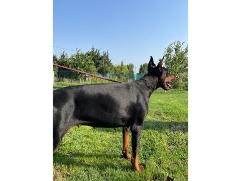 Safkan doberman