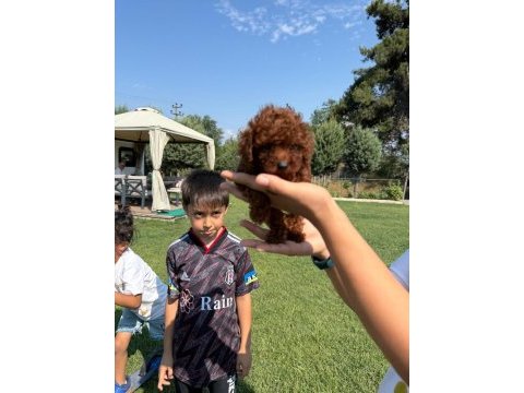 Kore toy poodle bebeklerimiz