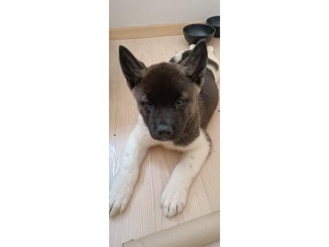Şampiyon anne ve babadan amerikan akita yavru
