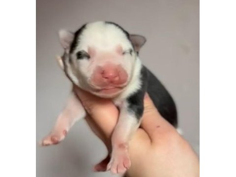 Üst kalite, nadir renkli siberian husky bebekler