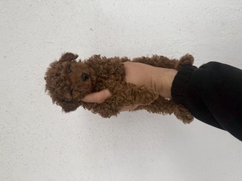 Kore teddy poodle red brown lekesiz
