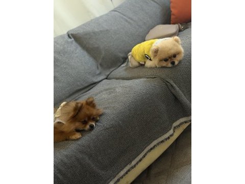 Korekan pomeranian boo 3 yaş