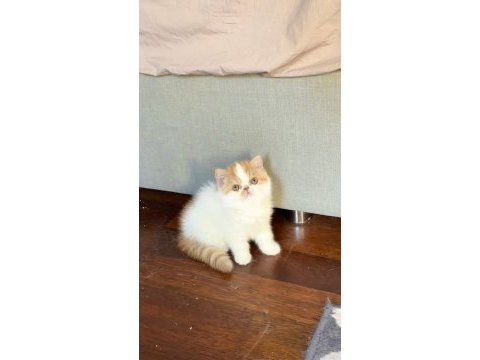 Şampiyon exotic shorthair snoopy baba’dan snoopy kızı