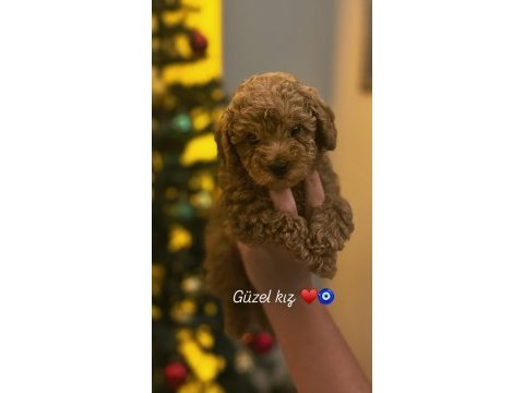 Güzel poodle kızımız