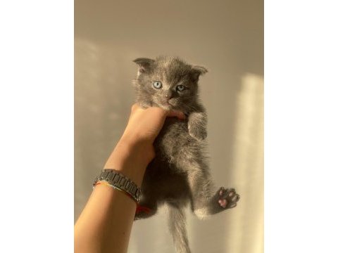 Yavru scottish fold
