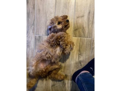 4 aylık dişi maltipoo tuvalet eğitimi vardır