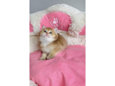 Değerinin altında show kalite golden british shorthair