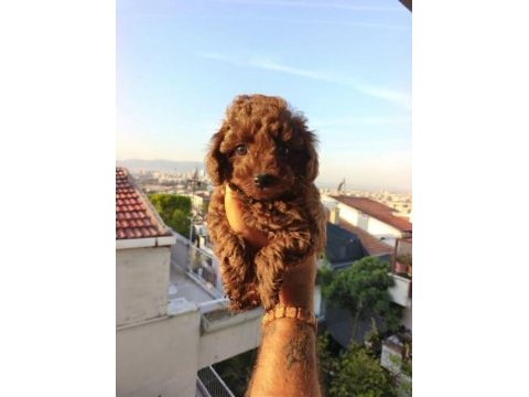 Toy poodle yavrular