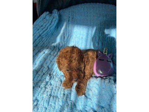 Red brown orijinal toy poodle