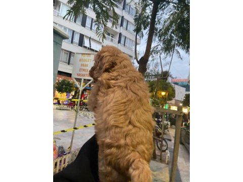 Cockapoo orjinal dizayn ırktır ilk kandan