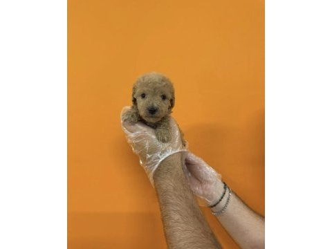 A kalite safkan toy poodle yavrularımız
