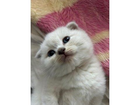 1.5 aylık tuvalet eğitimli mavi gözlü scottish fold