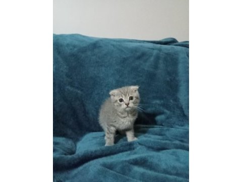 2 aylık kırık kulak scottish fold