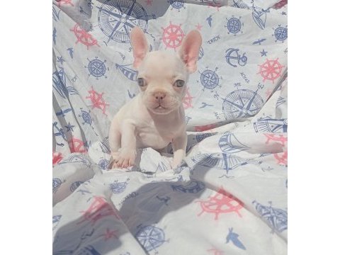 Ankara exotic french bulldog