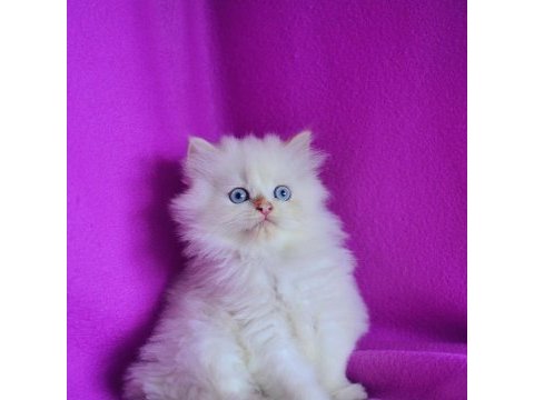 Karbeyaz silver ns1133 british longhair
