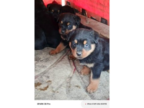 Irk garantili rottweiler yavruları