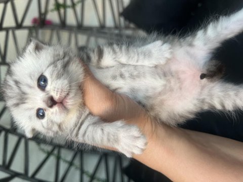 Rezerveye müsait bebek kediler