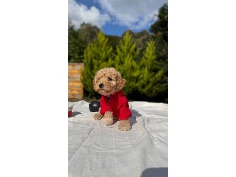 Şeker yavrumuz maltipoo