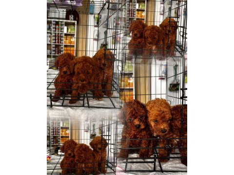Red brown toy poodle yavrularımız