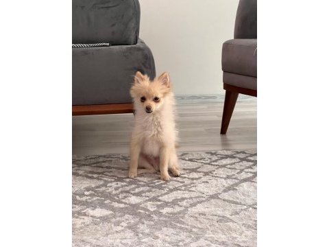 Sivri burun pomeranian