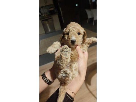 2 aylık toy poodle yavruları