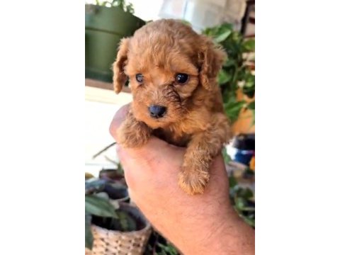 Kucuk poodle yakisıklılar