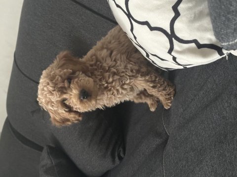 Toy poodle 3 aylık