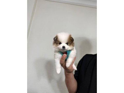 Pomeranian boo
