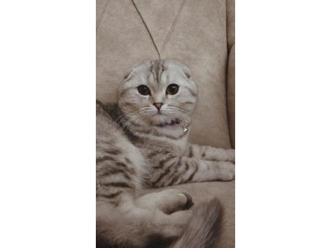 Scottish fold 7 aylık