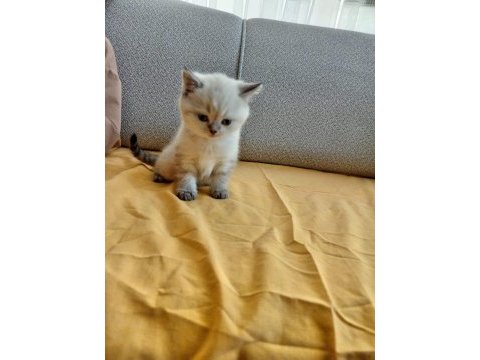 Bu british shorthair ponçikler yeni yuvalarını arıyor