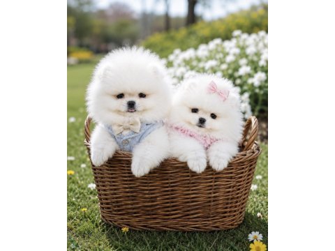 Üst kalite 1 dişi 1 erkek orijinal ırk teacup pomeranian